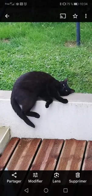 chat lost   22000 Saint-Brieuc Yeshua
