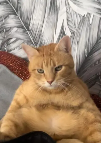 chat lost   22000 Saint-Brieuc Zic