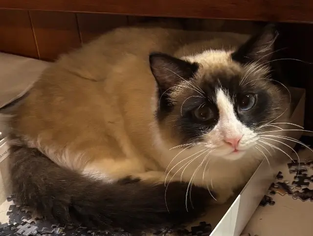 chat lost   22290 Pléhédel Zorro