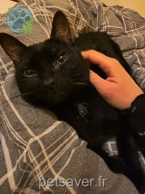 gato perdido 22190 Pl茅rin Binx gato lost 22190 Pl茅rin Binx