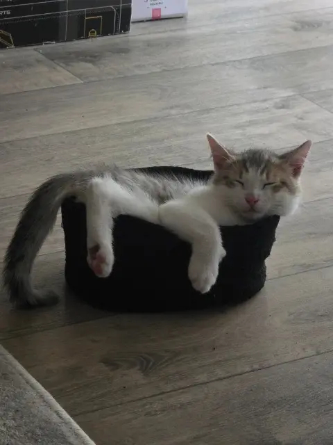 chat lost   23200 Aubusson Cali