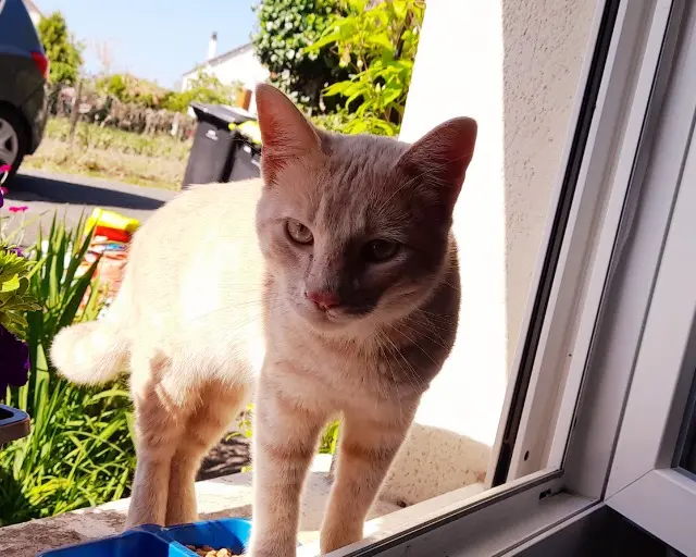 chat lost   23320 Montaigut-le-Blanc Caramel