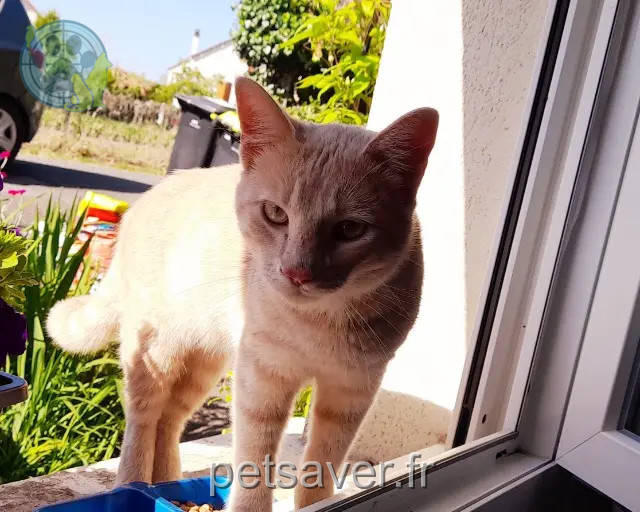 Kater vermisst 23320 Montaigut-le-Blanc Caramel Kater lost 23320 Montaigut-le-Blanc Caramel