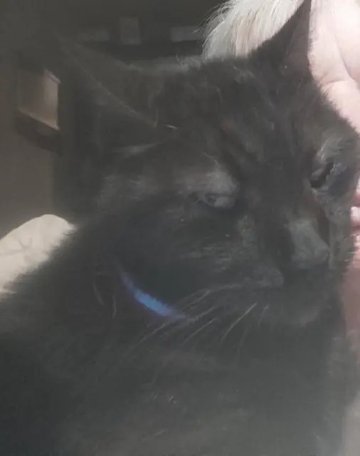 chat lost   23160 Saint-Sébastien Chiffon