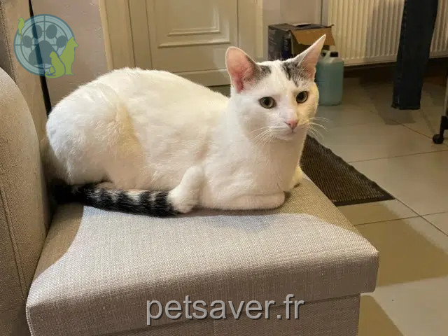 Kater vermisst 23270 Ladapeyre Hermès Kater lost 23270 Ladapeyre Hermès