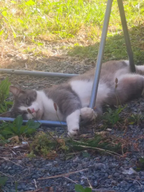 chat lost   23000 Saint-Sulpice-le-Guérétois José