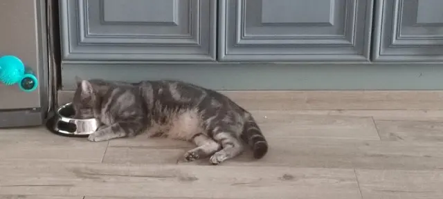 chat lost   23600 Nouzerines MAGNUS