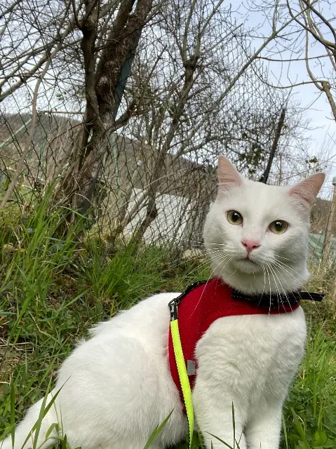 chat lost   23600 Lavaufranche Nino