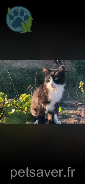 chat lost 23160 Saint-Sébastien Prince