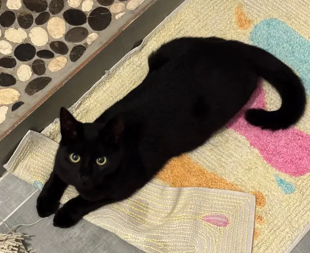 chat lost   23270 Ladapeyre Pétrole