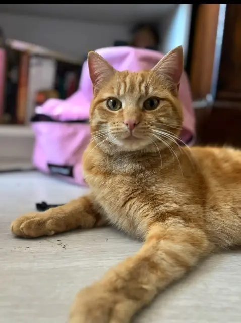 chat lost   23130 Chénérailles Rouminou