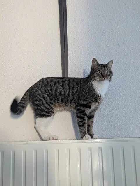 chat lost   23000 Guéret Tigrou