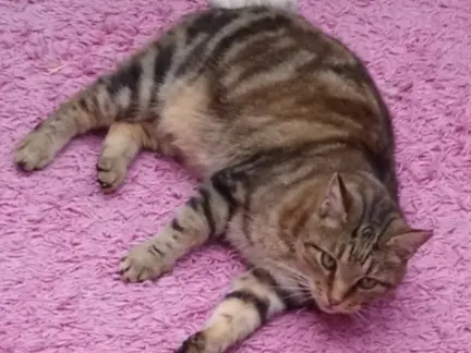 chat lost   23220 Chéniers Timousse