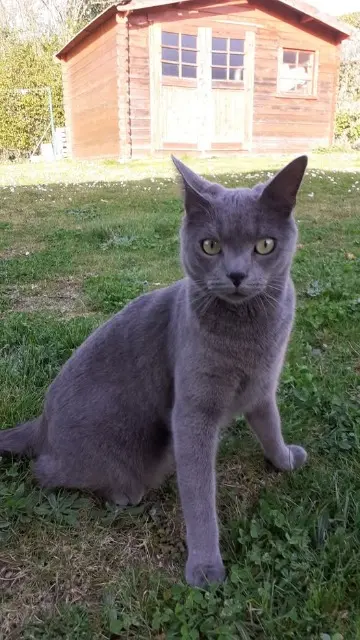 chat lost   23700 Dontreix Tosca