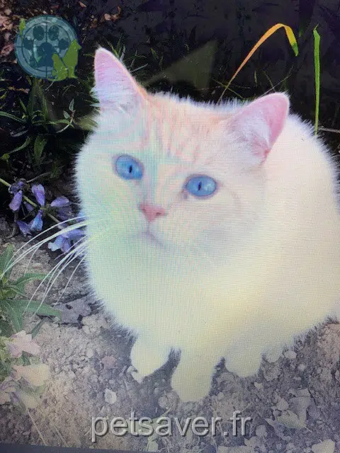 gatto lost   23800 La Celle-Dunoise Verity