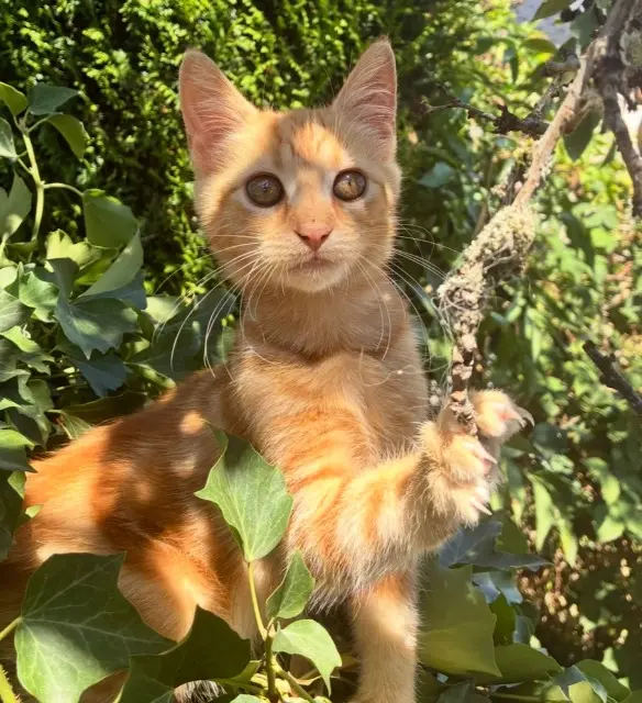 chat lost   23000 Guéret Weasley