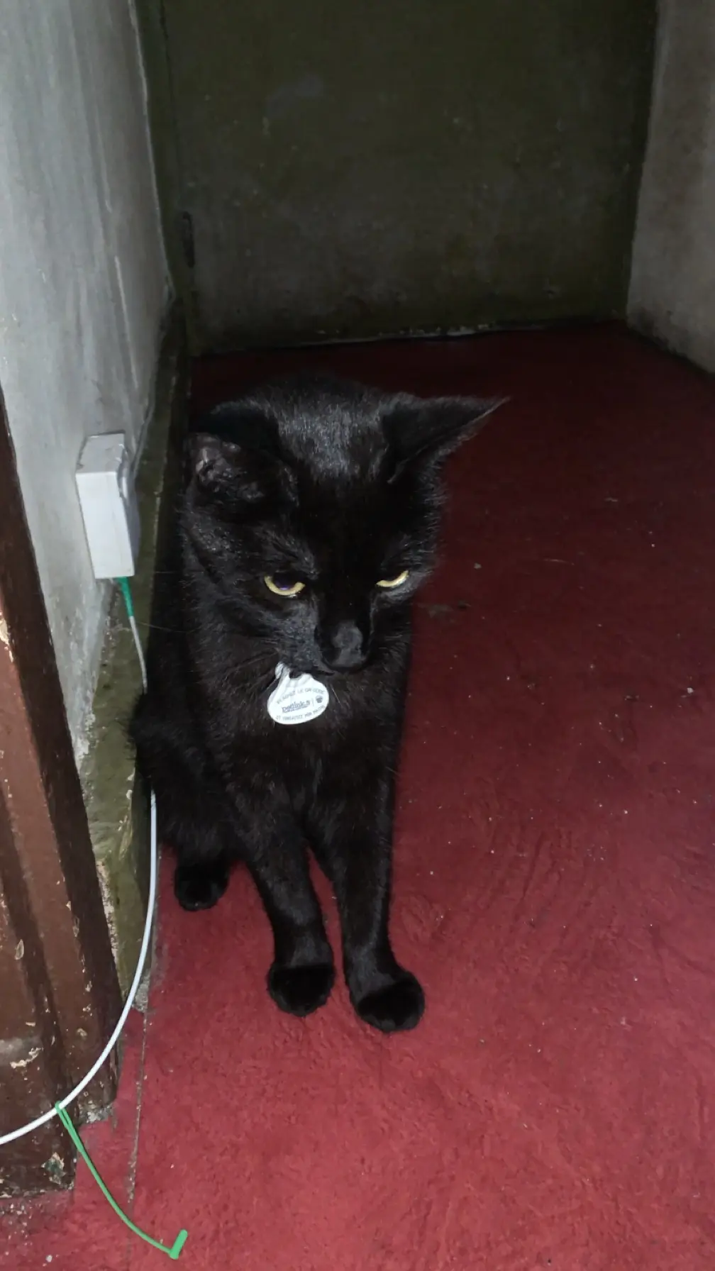 Chat Perdu 23 Creuse Chat Perdu 23 Creuse