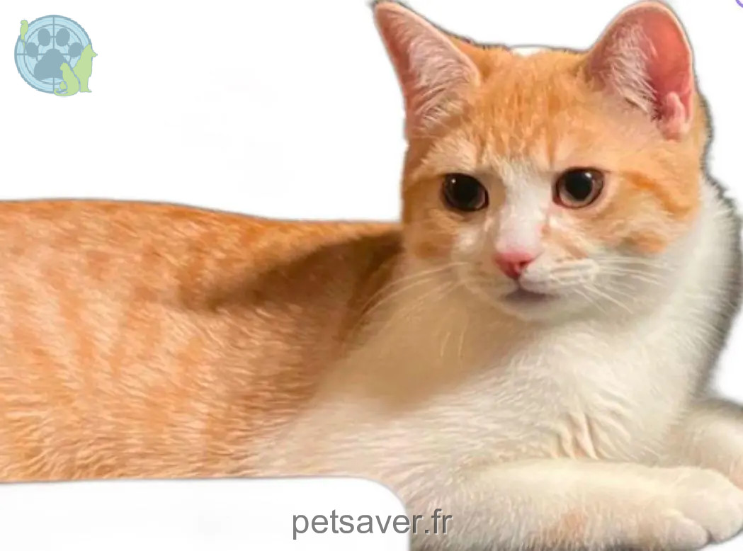 Chat Perdu 24 Dordogne Chat Perdu 24 Dordogne