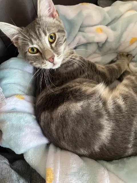 chat lost   24120 Terrasson-Lavilledieu Abyss