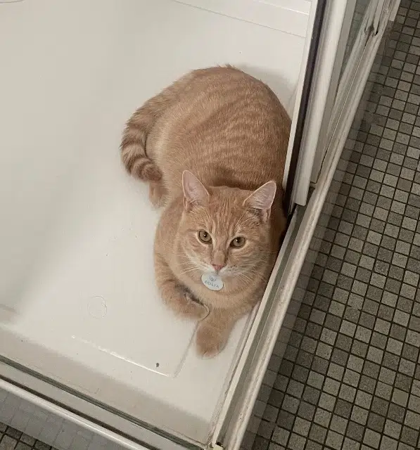 chat lost   24000 Périgueux Acajou