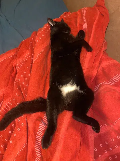 chat lost   24140 Beauregard-et-Bassac Amanite