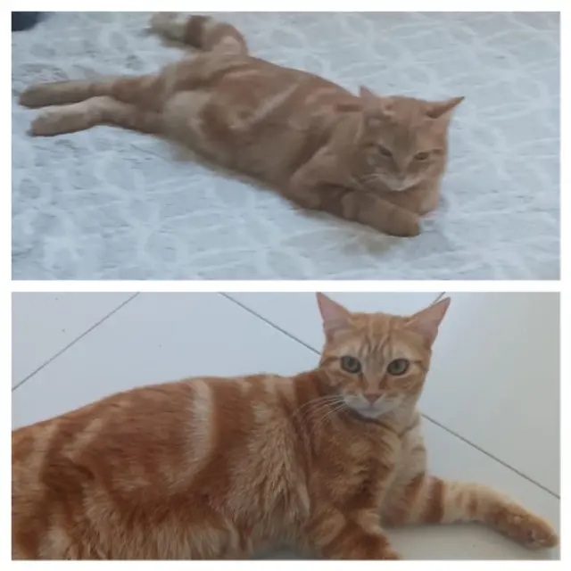 chat lost   24660 Coulounieix-Chamiers Bandit