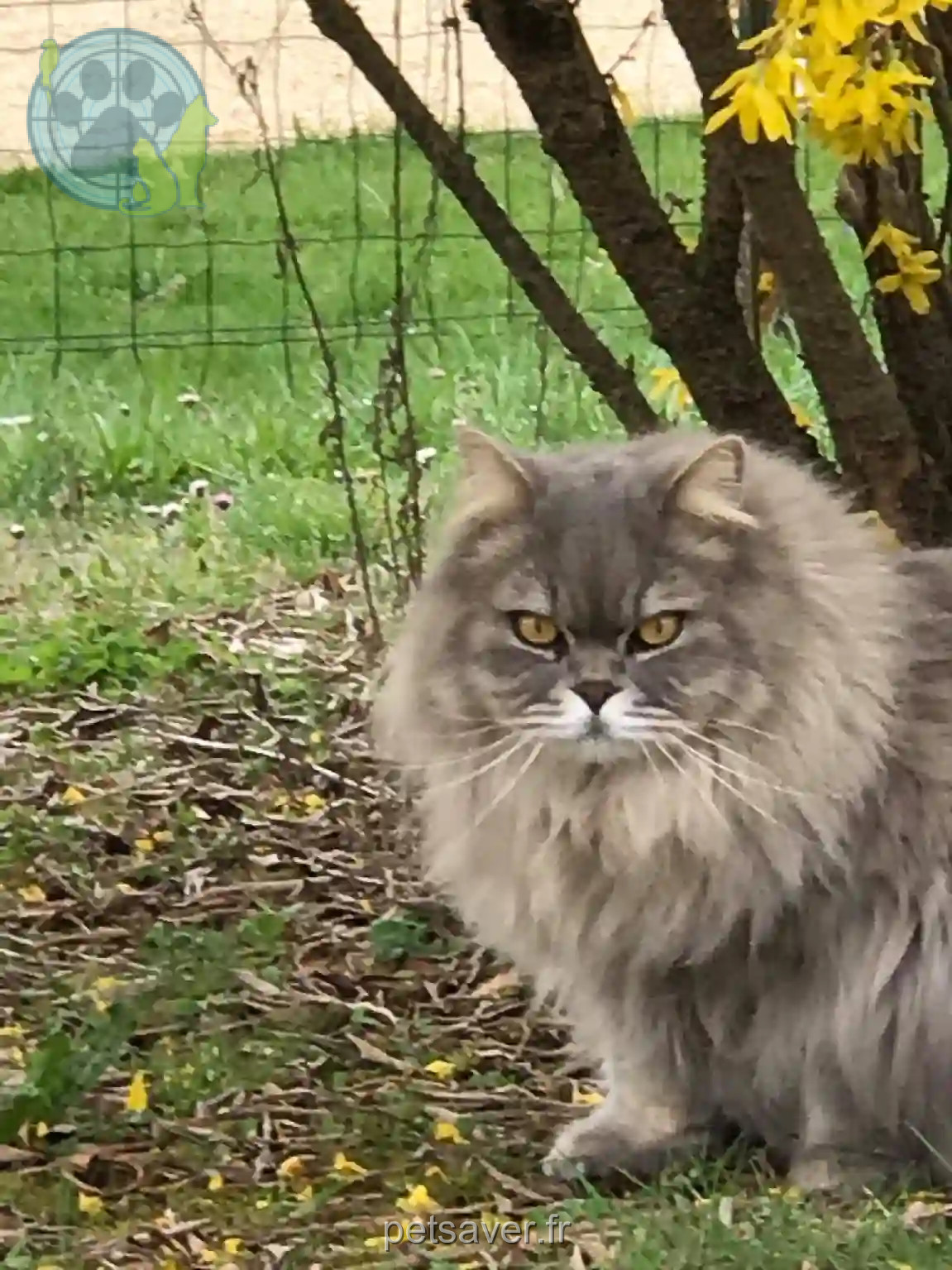 Chat Perdu 24 Dordogne Bassillac et Auberoche - Léo Chat Perdu 24 Dordogne Bassillac et Auberoche - Léo