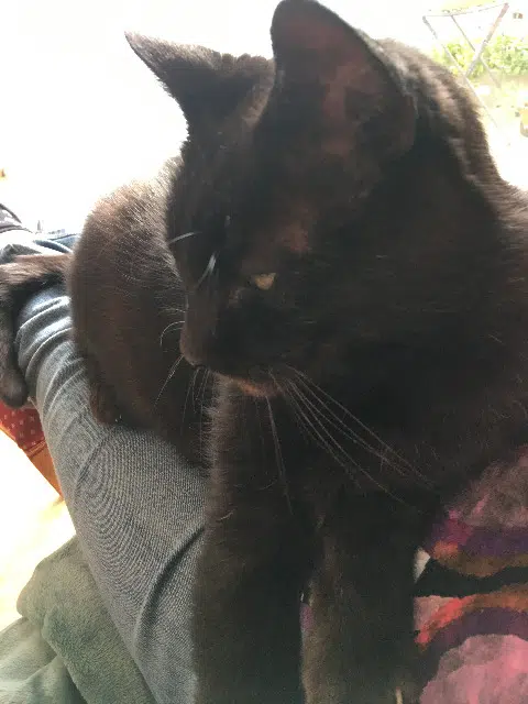 chat lost   24430 Razac-sur-l'Isle Blacky