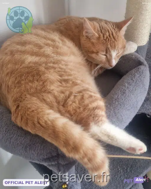 gato lost    Boulazac Isle Manoire Marley