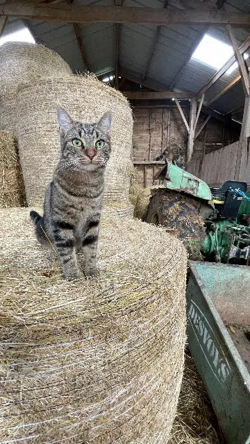 chat lost    Boulazac Isle Manoire Népal