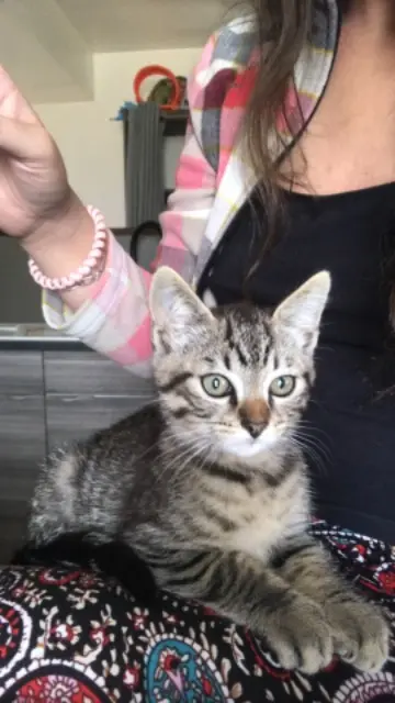 chat lost   24140 Douville Chacha