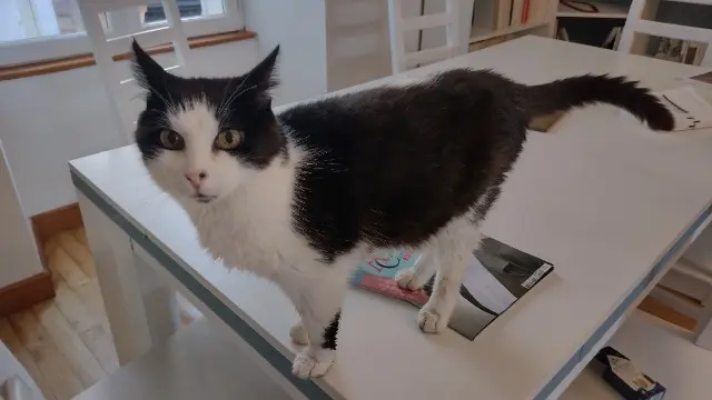 chat lost   24110 Saint-Astier Domino