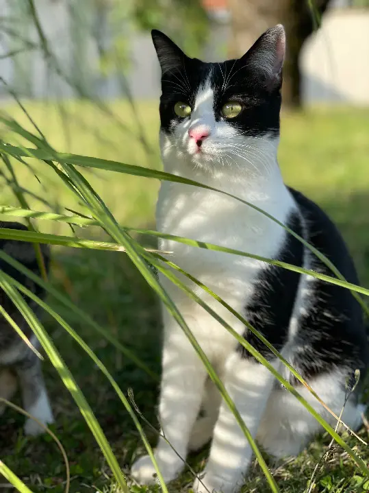 Chat Perdu 24 Dordogne