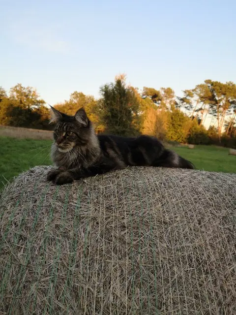 chat lost    Eyraud-Crempse-Maurens augustin
