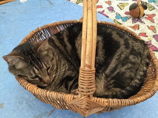 chat lost   24350 Saint-Victor Frangipane