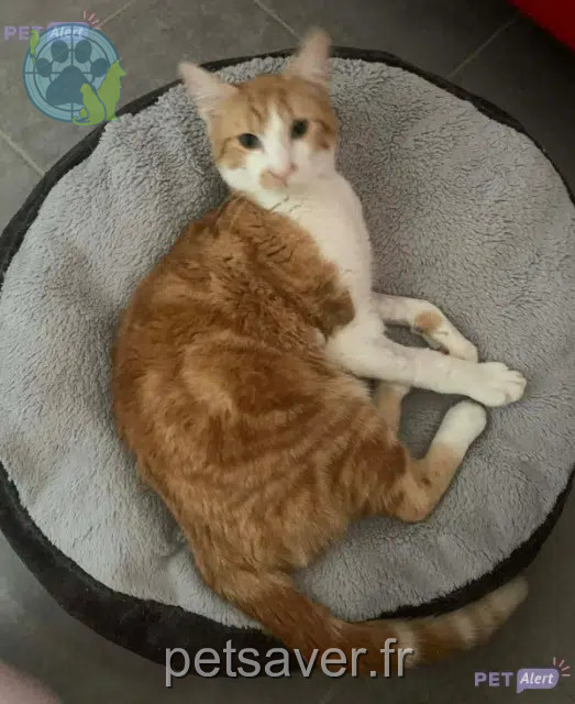 gato lost   24290 Montignac-Lascaux Guizmo