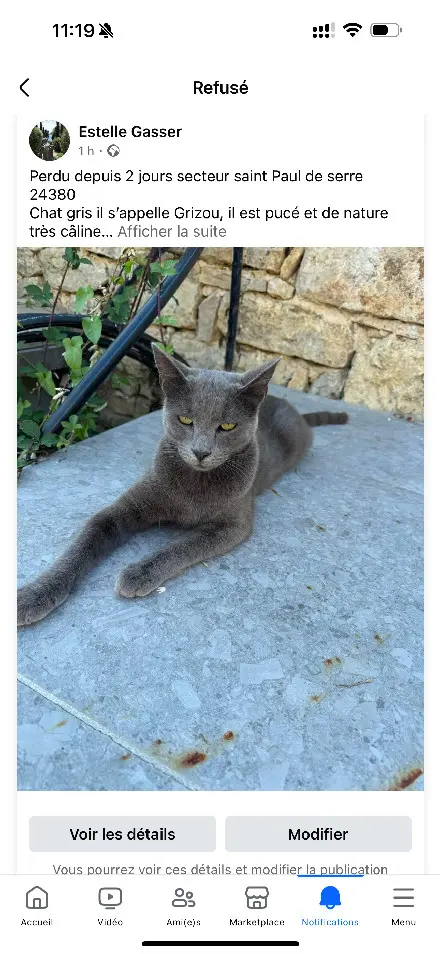 Chat Perdu 24 Dordogne Chat Perdu 24 Dordogne