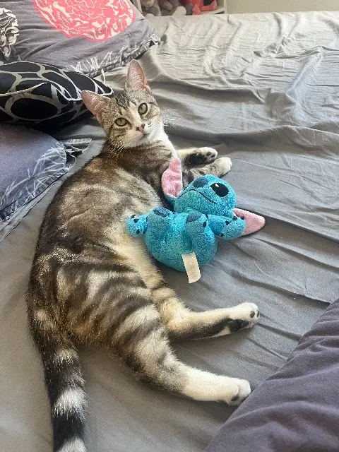 chat lost   24100 Bergerac Kikinou