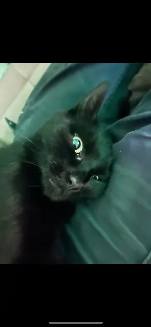 chat lost   24150 Varennes Krokmou