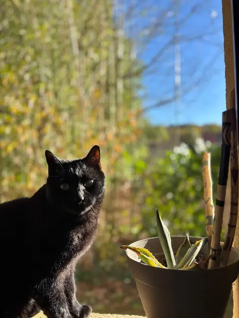 chat lost   24290 Saint-Léon-sur-Vézère Madiba