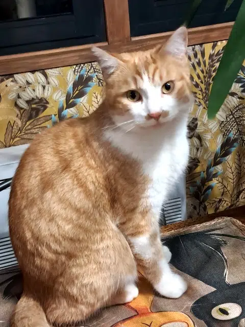 chat perdu 24150 Lalinde Mamour chat lost 24150 Lalinde Mamour