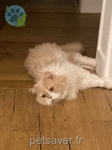 kater lost   24370 Carlux Milo