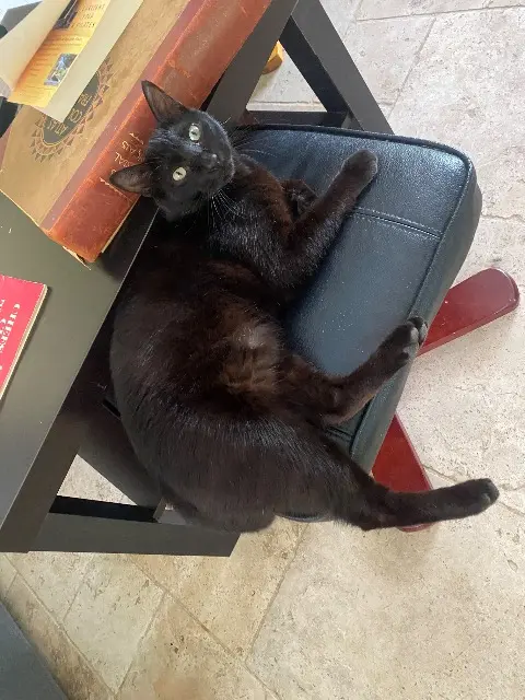 chat lost   24510 Pezuls Moumou