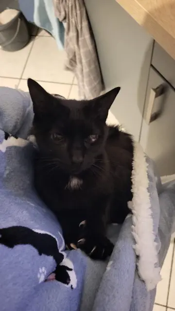 chat perdu 24350 Tocane-Saint-Apre Nyx chat lost 24350 Tocane-Saint-Apre Nyx