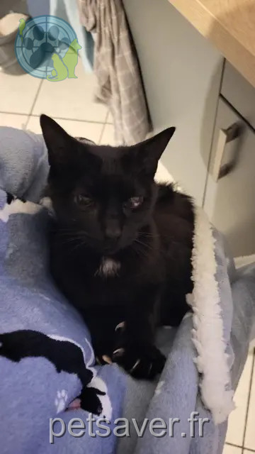 gato perdido 24350 Tocane-Saint-Apre Nyx gato lost 24350 Tocane-Saint-Apre Nyx
