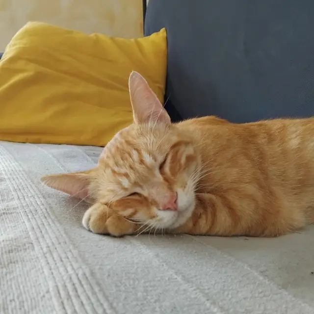 chat lost   24200 Carsac-Aillac Némo