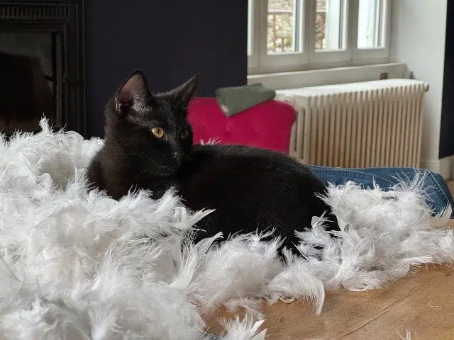 chat lost   24120 Terrasson-Lavilledieu Orion