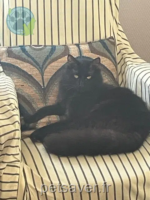 chat lost   24330 Saint-Crépin-d'Auberoche Perlo