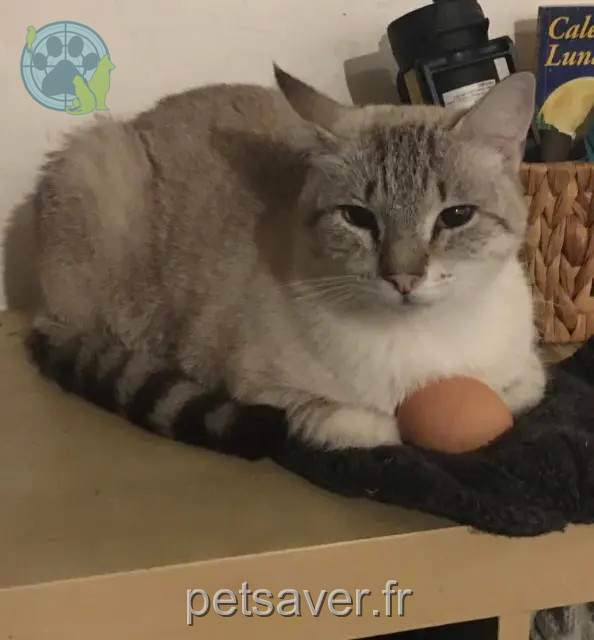 chat perdu 24450 Saint-Pierre-de-Frugie Petitloup chat lost 24450 Saint-Pierre-de-Frugie Petitloup