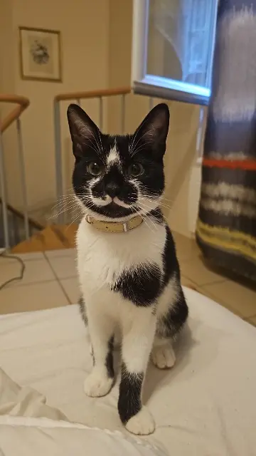 chat lost   24260 Le Bugue Pikouye